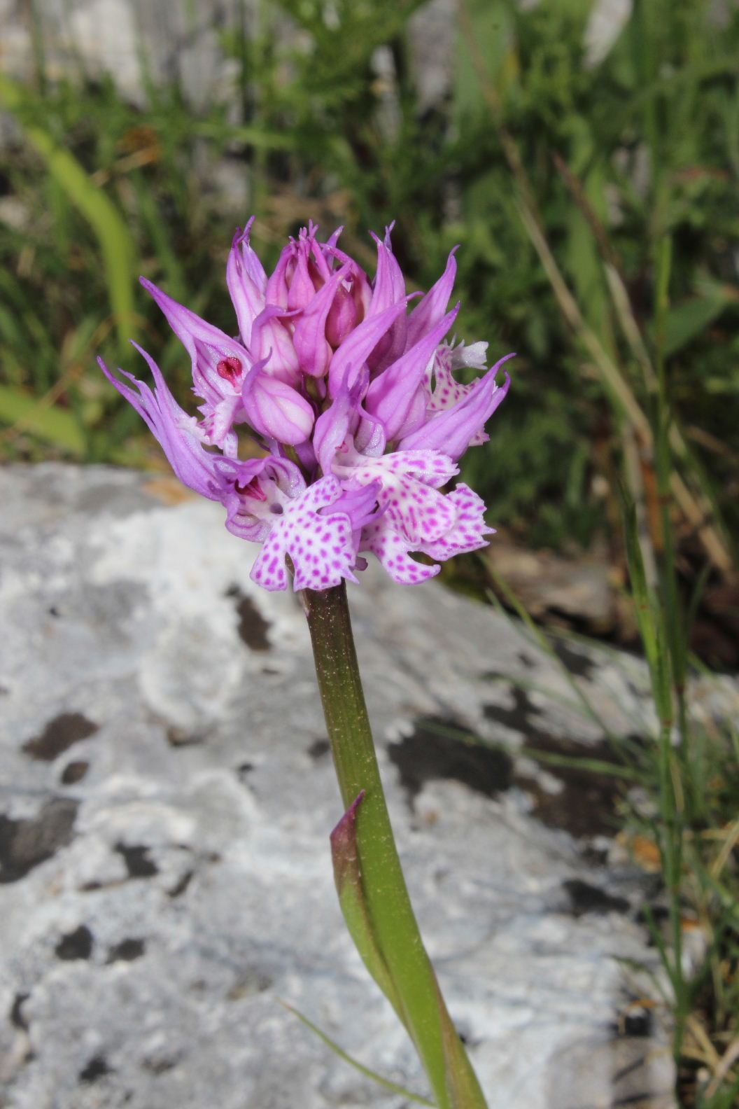 Orchidee dal promontorio del Gargano